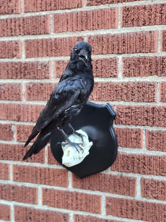 Wall mounted Carrion Crow taxidermy standing on a coyote skull