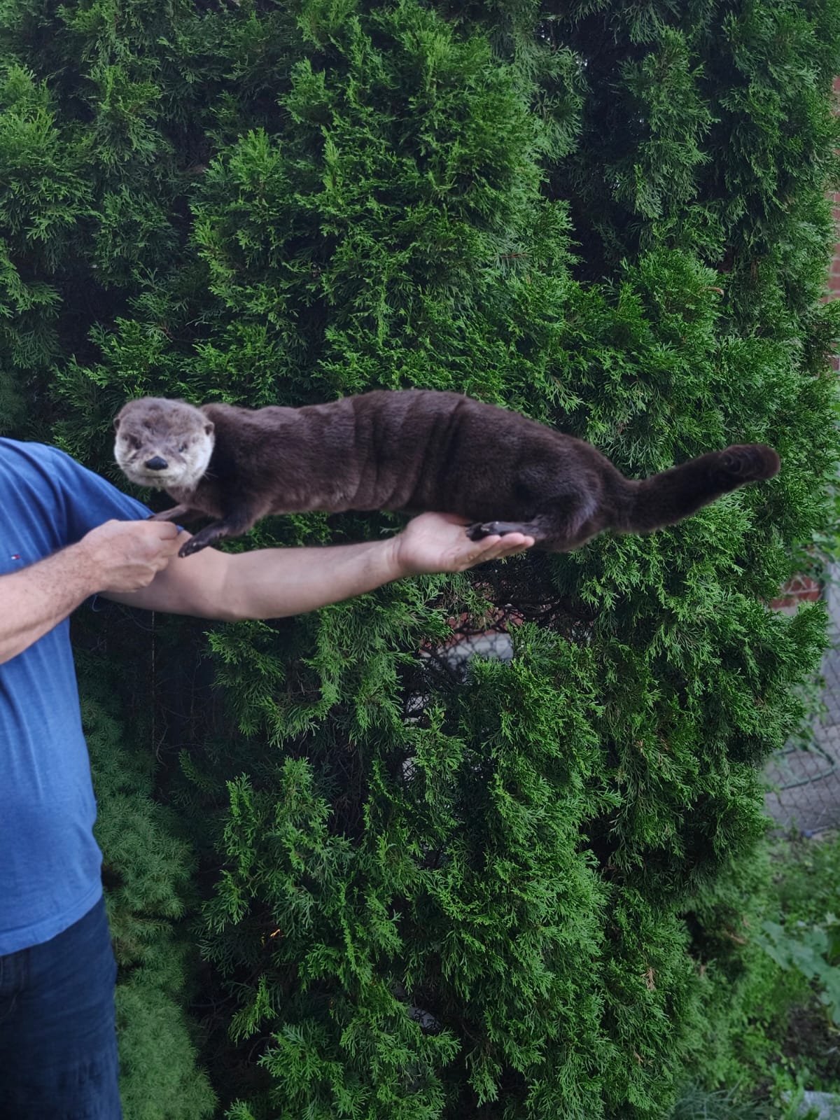 Fully Posable soft mount river otter taxidermy