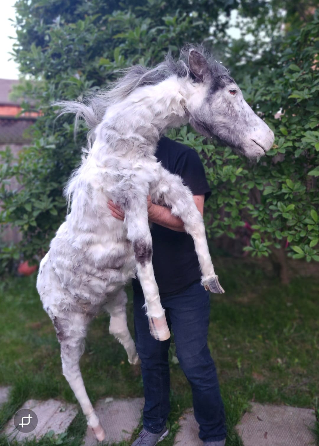 Soft mount white and silver horse taxidermy