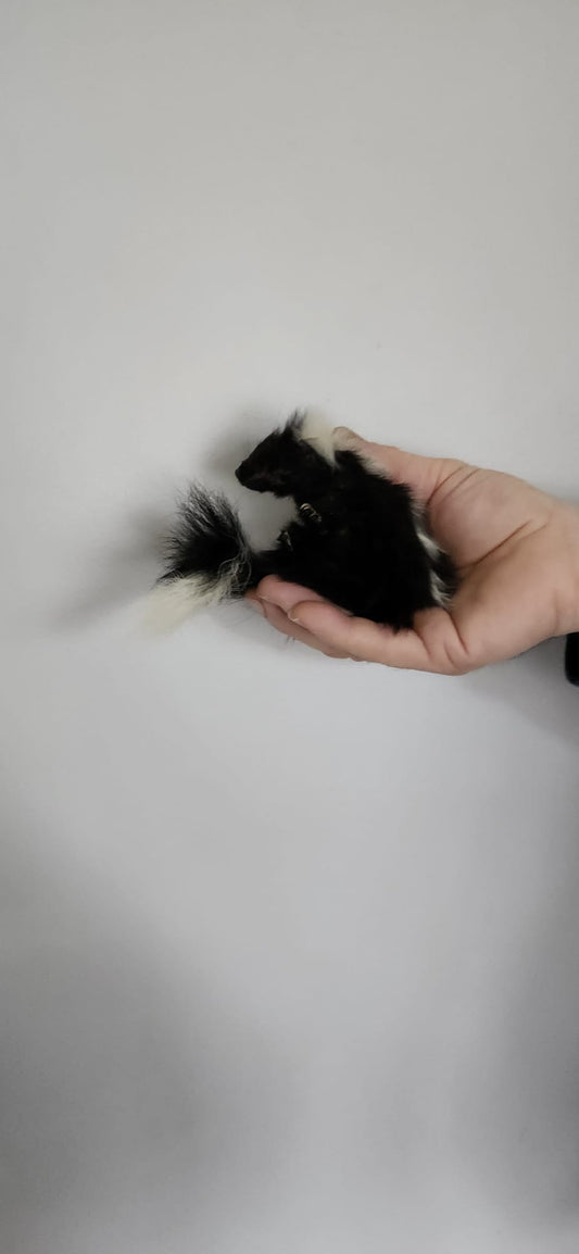 Floppy soft mount baby skunk taxidermy