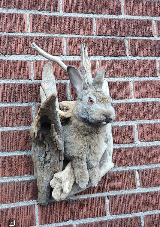 Shoulder mount rabbit / bunny / jackalope taxidermy