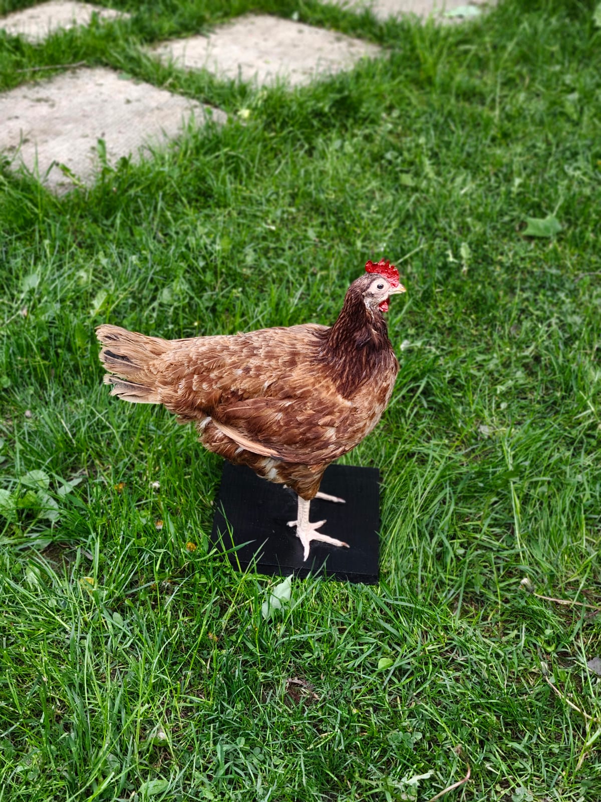 Standing rooster taxidermy, chicken taxidermy