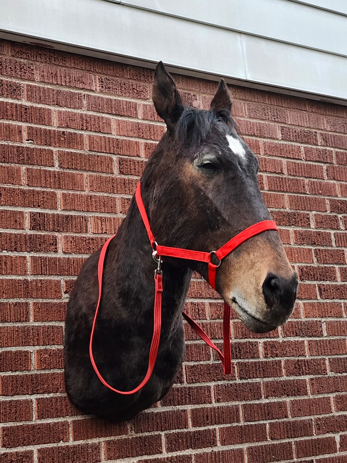 Shoulder mount horse taxidermy