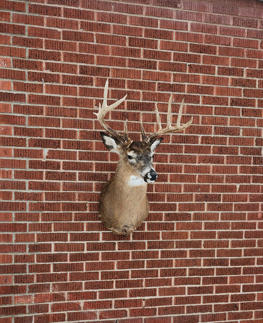 Whitetail deer taxidermy PLEASE READ