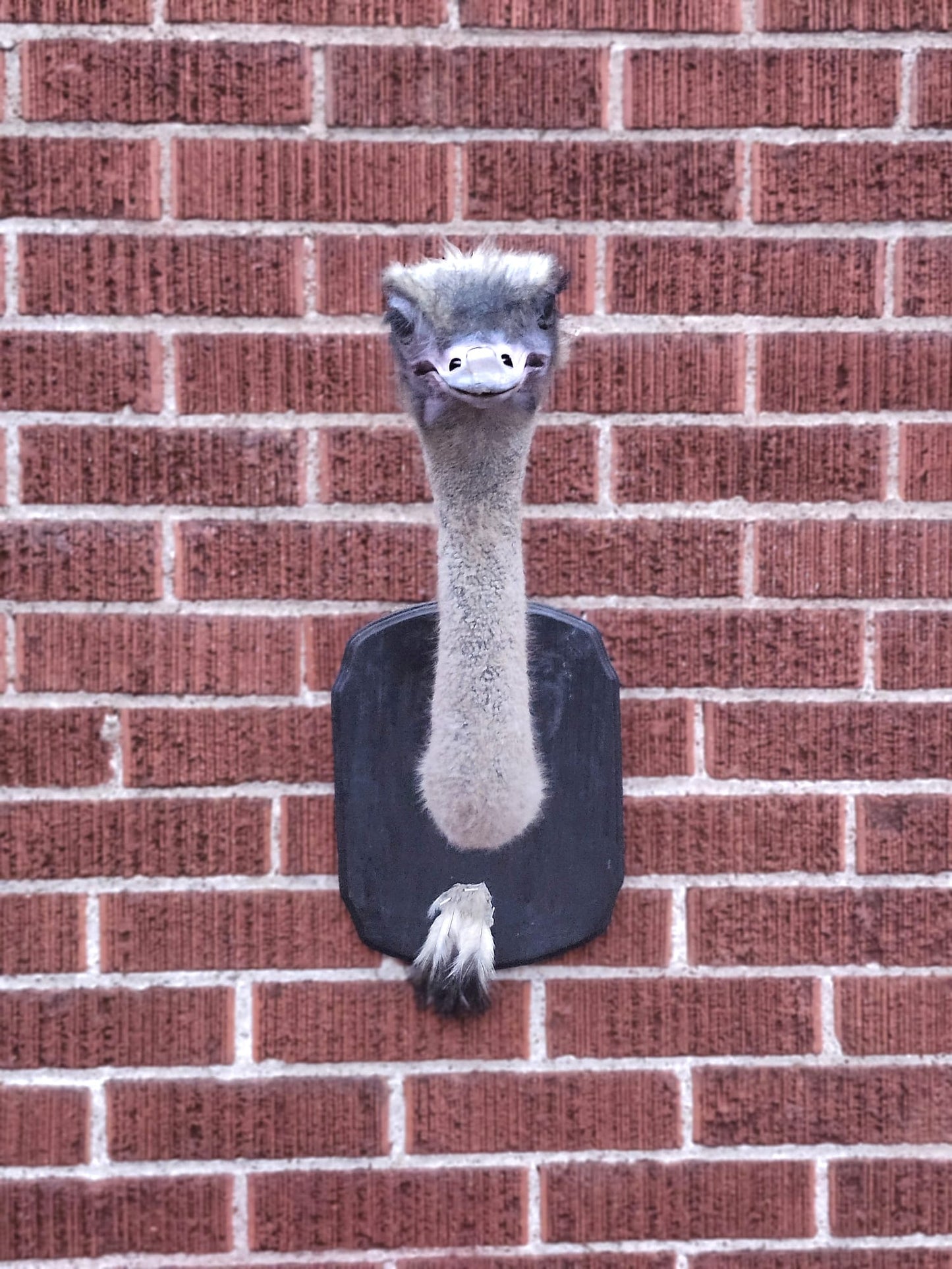 Wall mounted ostrich taxidermy