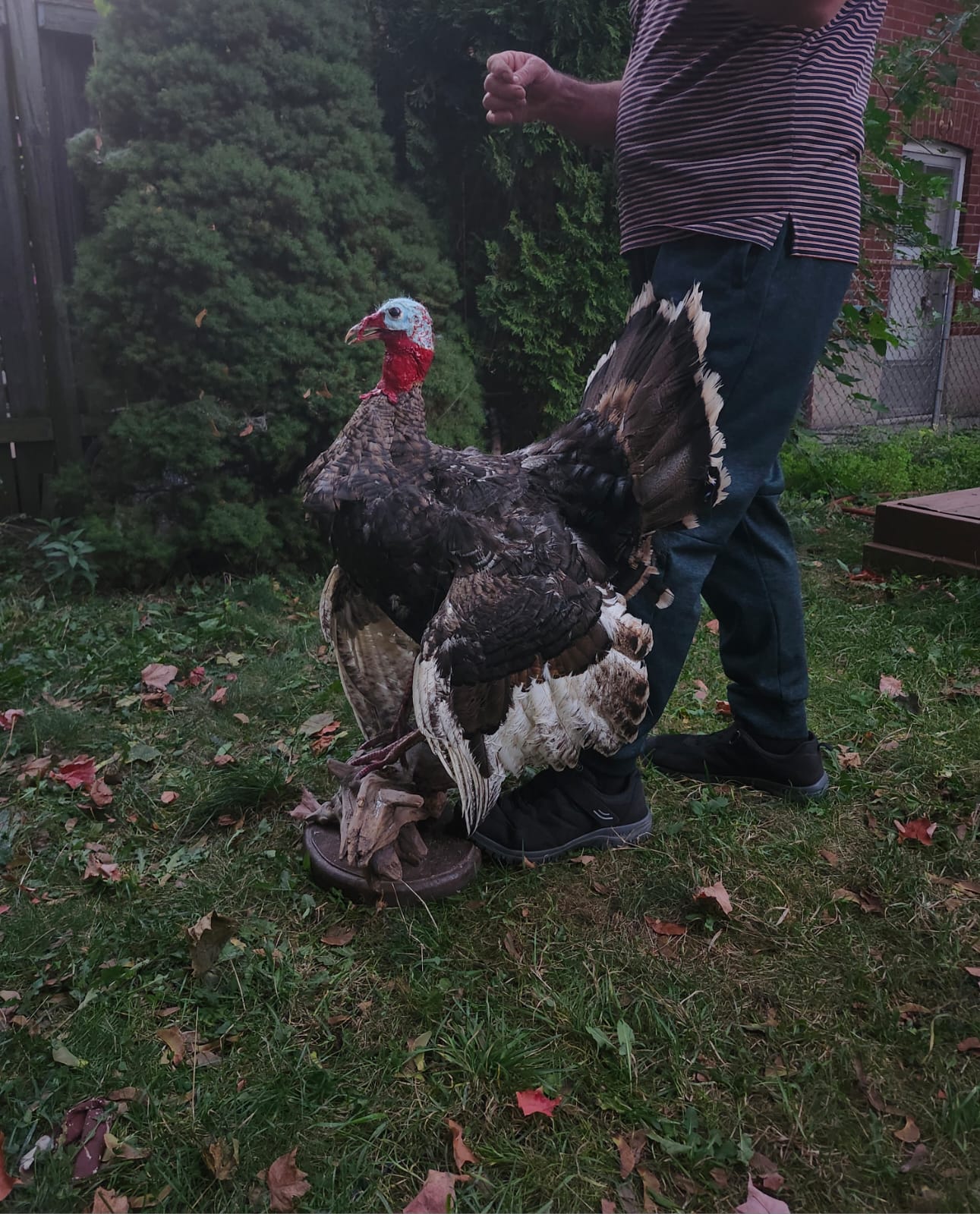 Standing Turkey taxidermy with posable wings and head