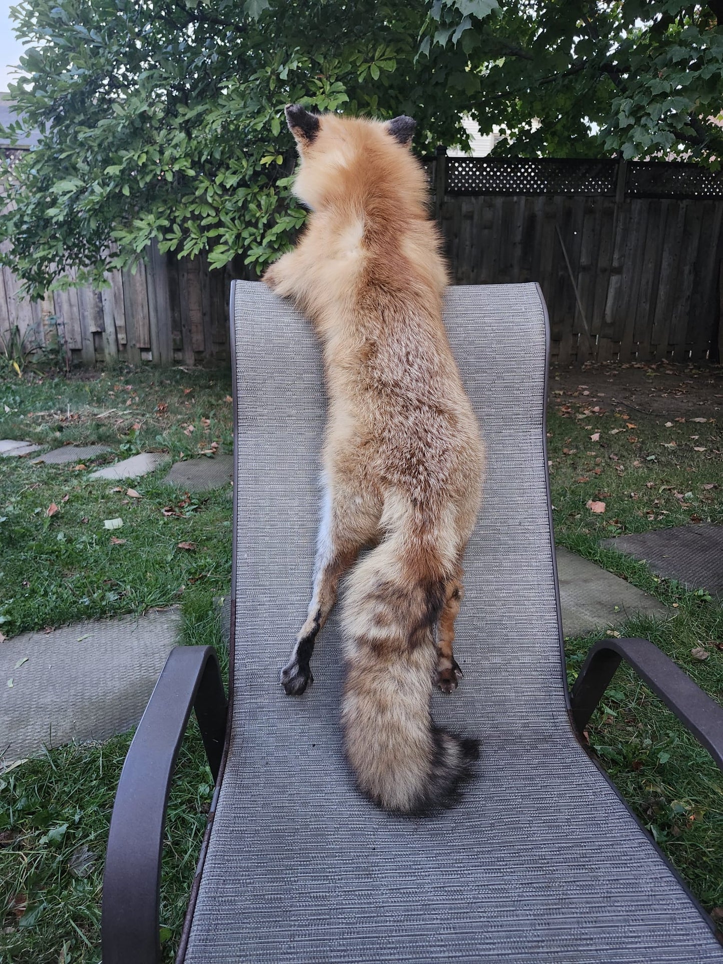 Floppy soft mount red fox taxidermy