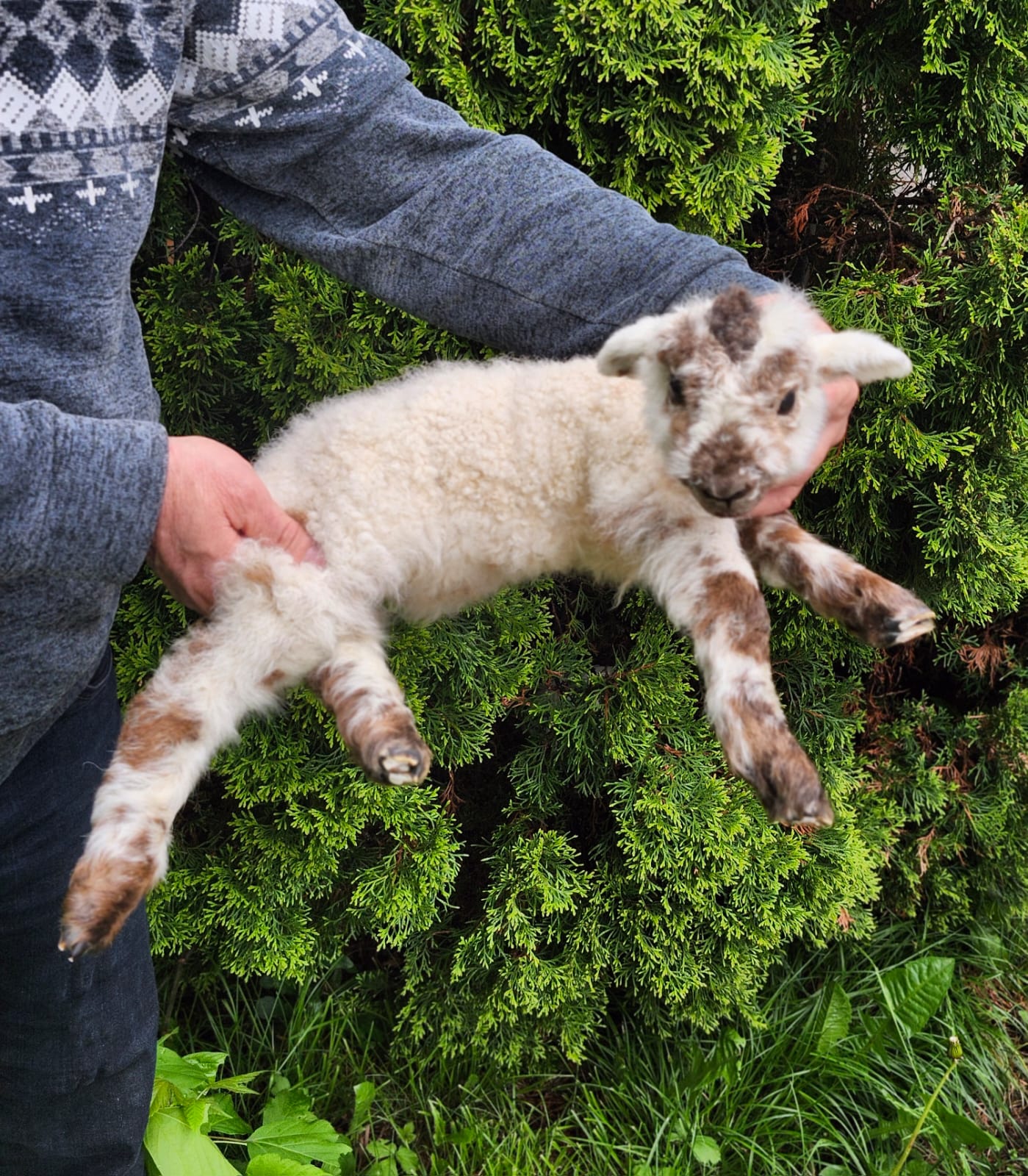 Floppy soft mount baby lamb taxidermy, goat, sheep taxidermy