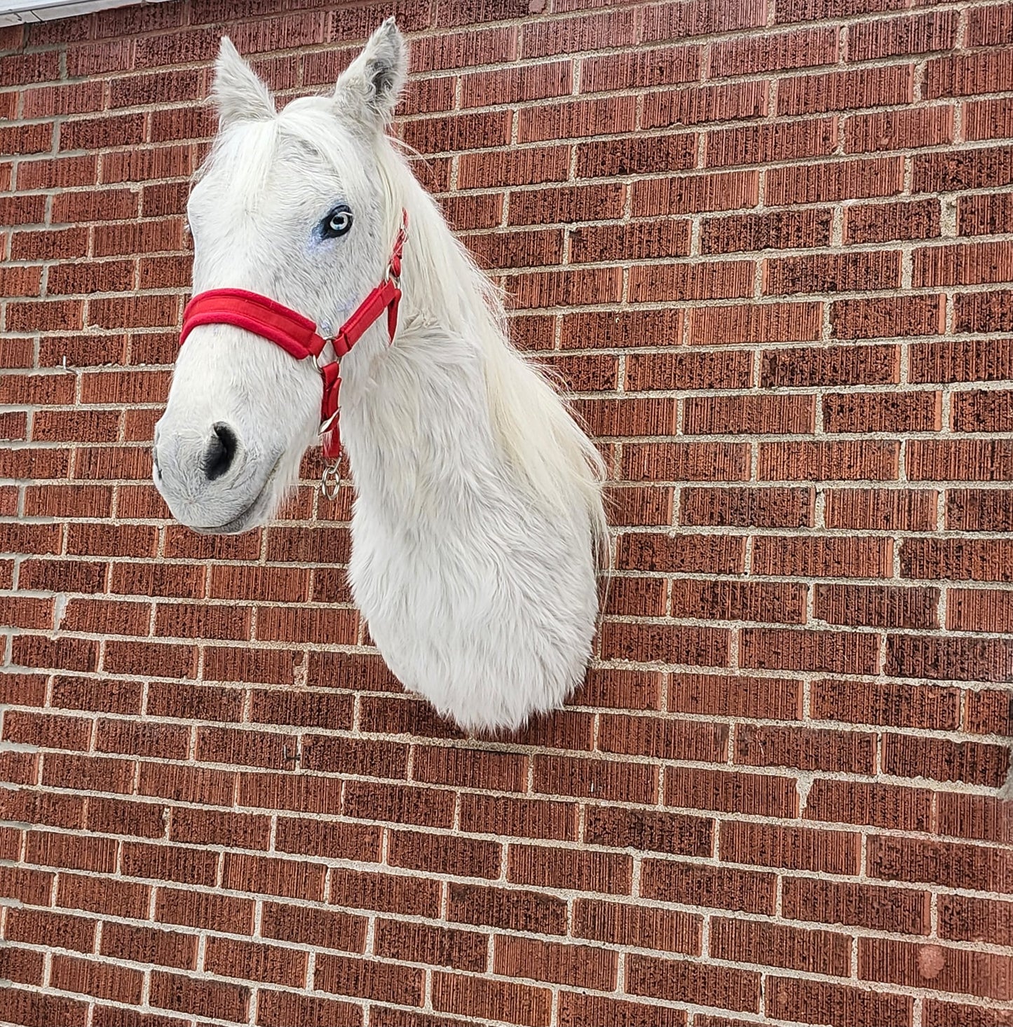White shoulder mount horse taxidermy