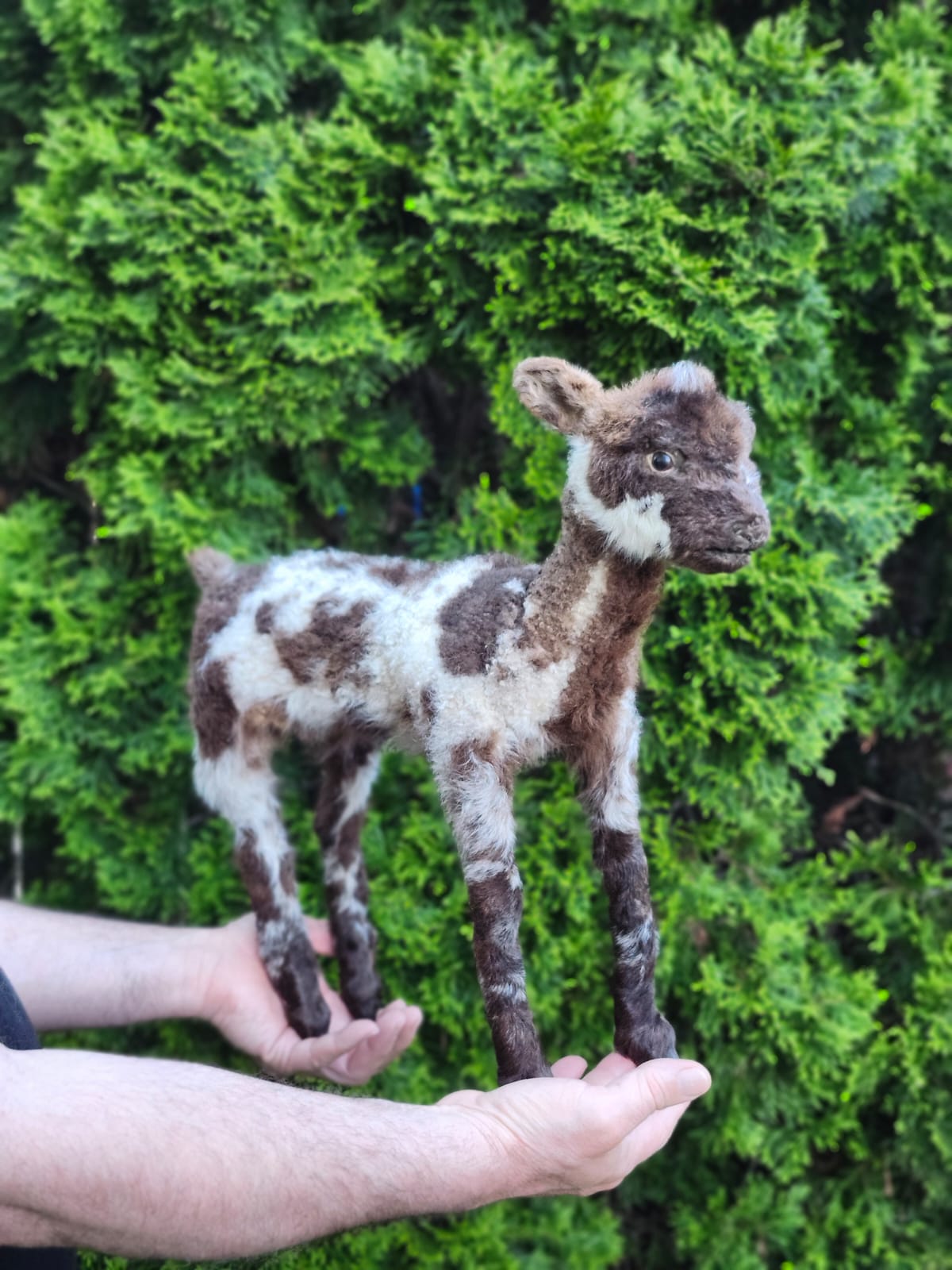 Fully Posable soft mount baby lamb taxidermy, goat, ram, sheep