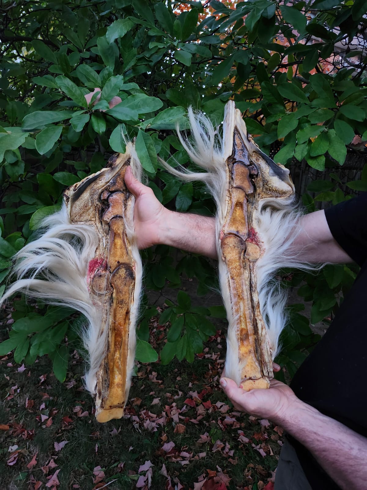 Large educational horse hoof taxidermy