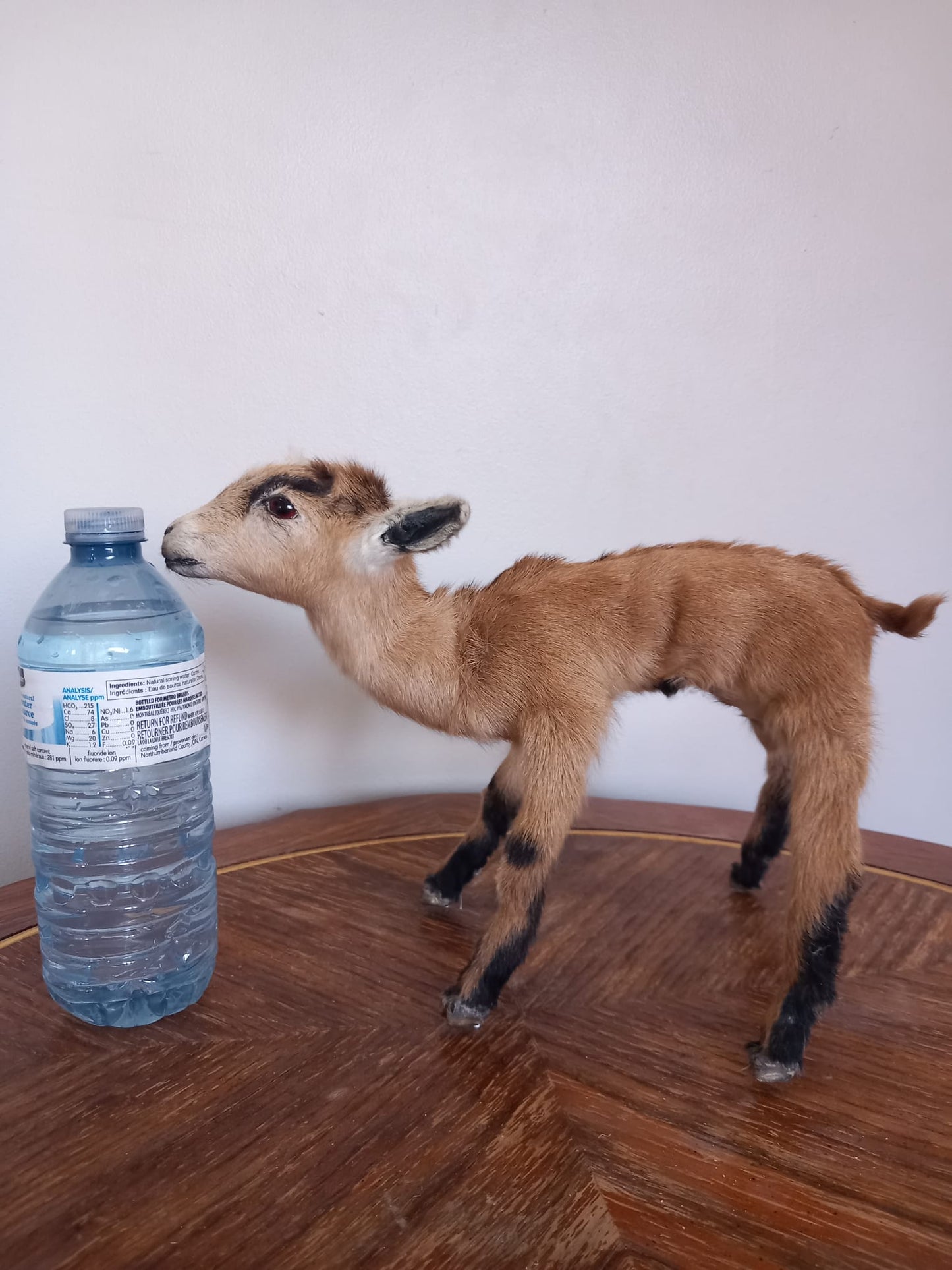Fully Posable soft mount baby goat taxidermy