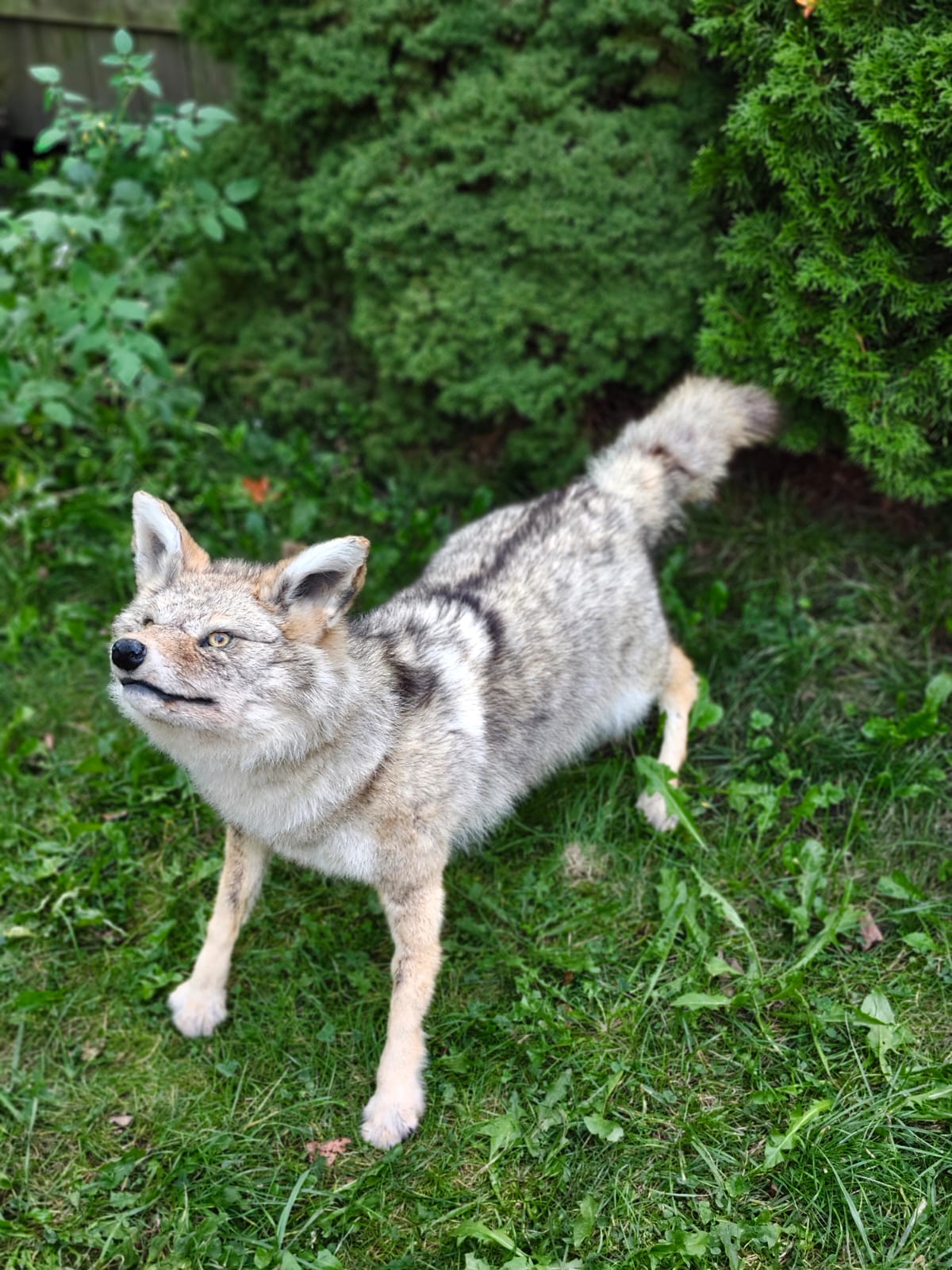 Fully posable soft mount coyote taxidermy