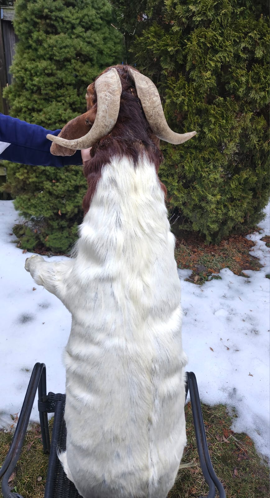 Soft mount very large goat taxidermy