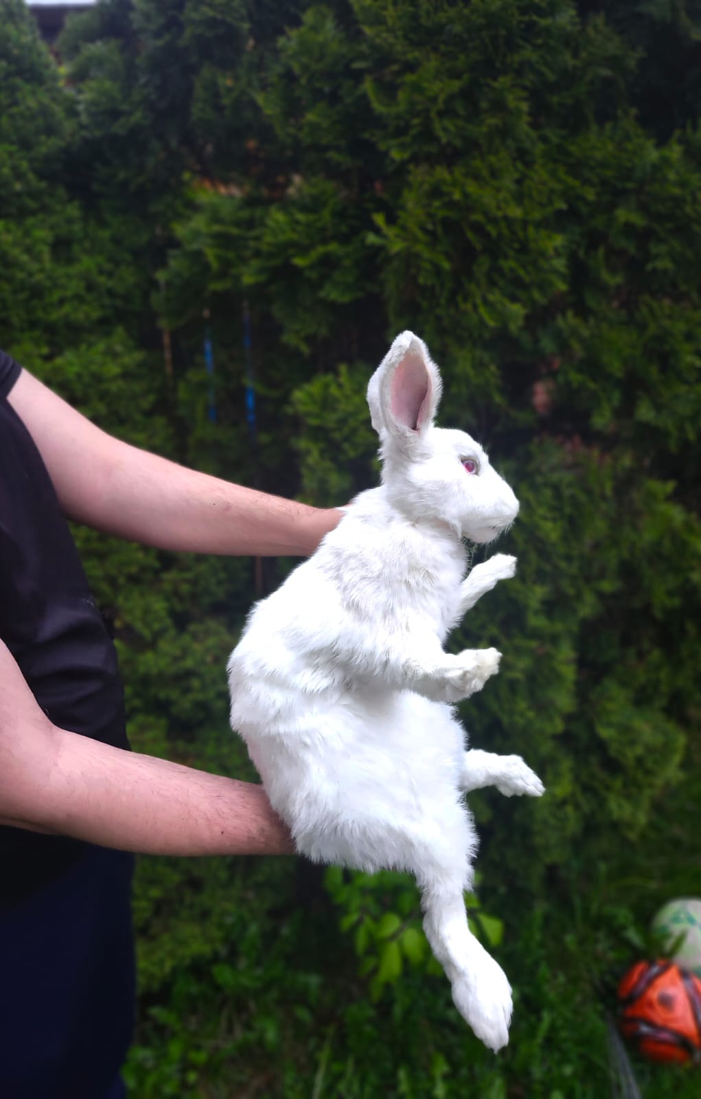 XL soft mount rabbit taxidermy with albino eyes