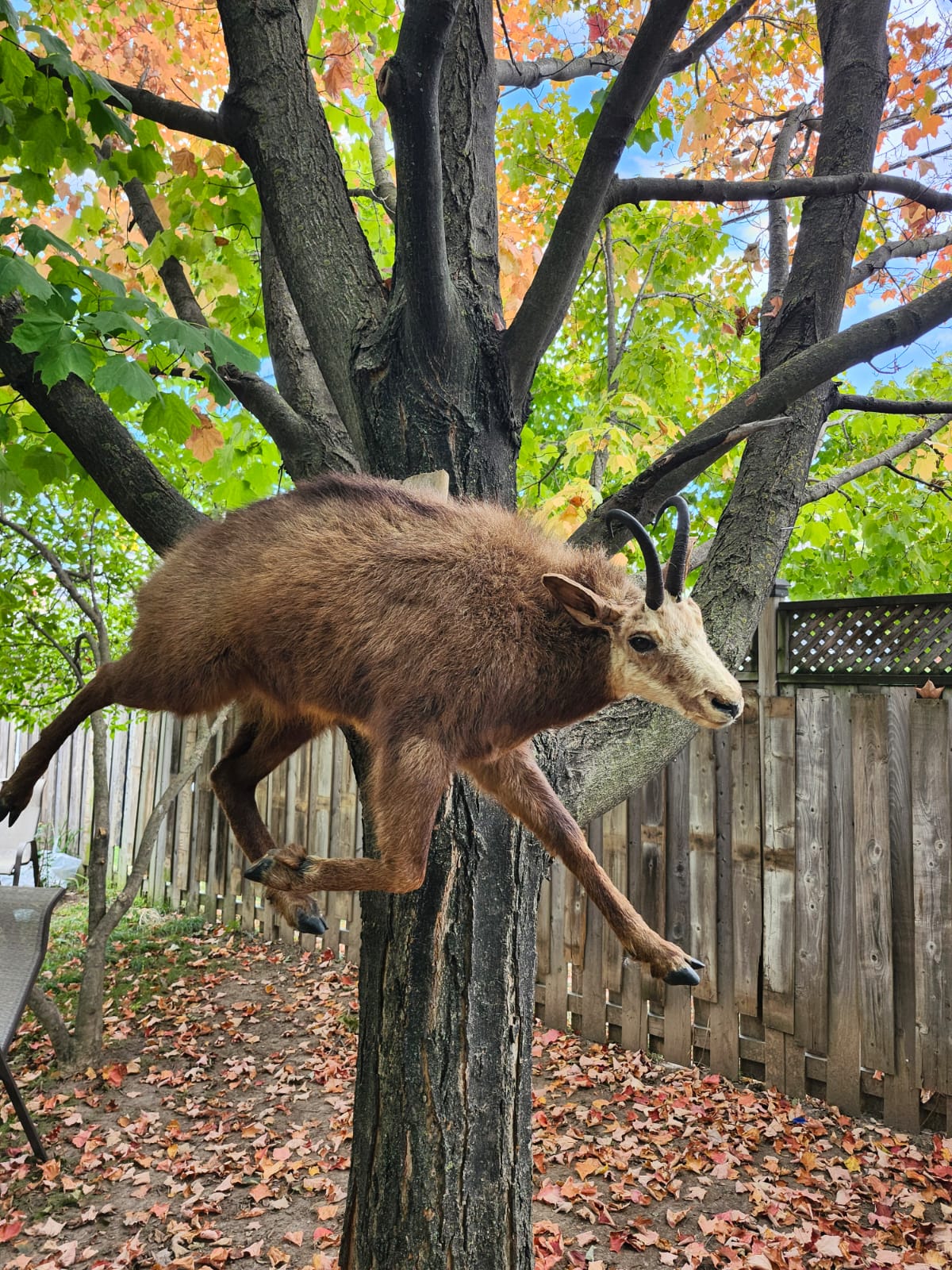 Wall mounted full body chamois