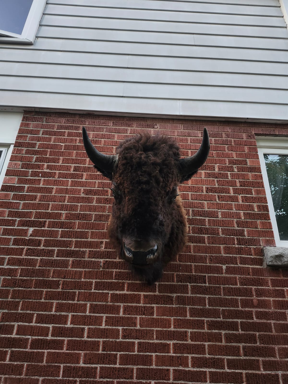 Shoulder mount bison/buffalo taxidermy