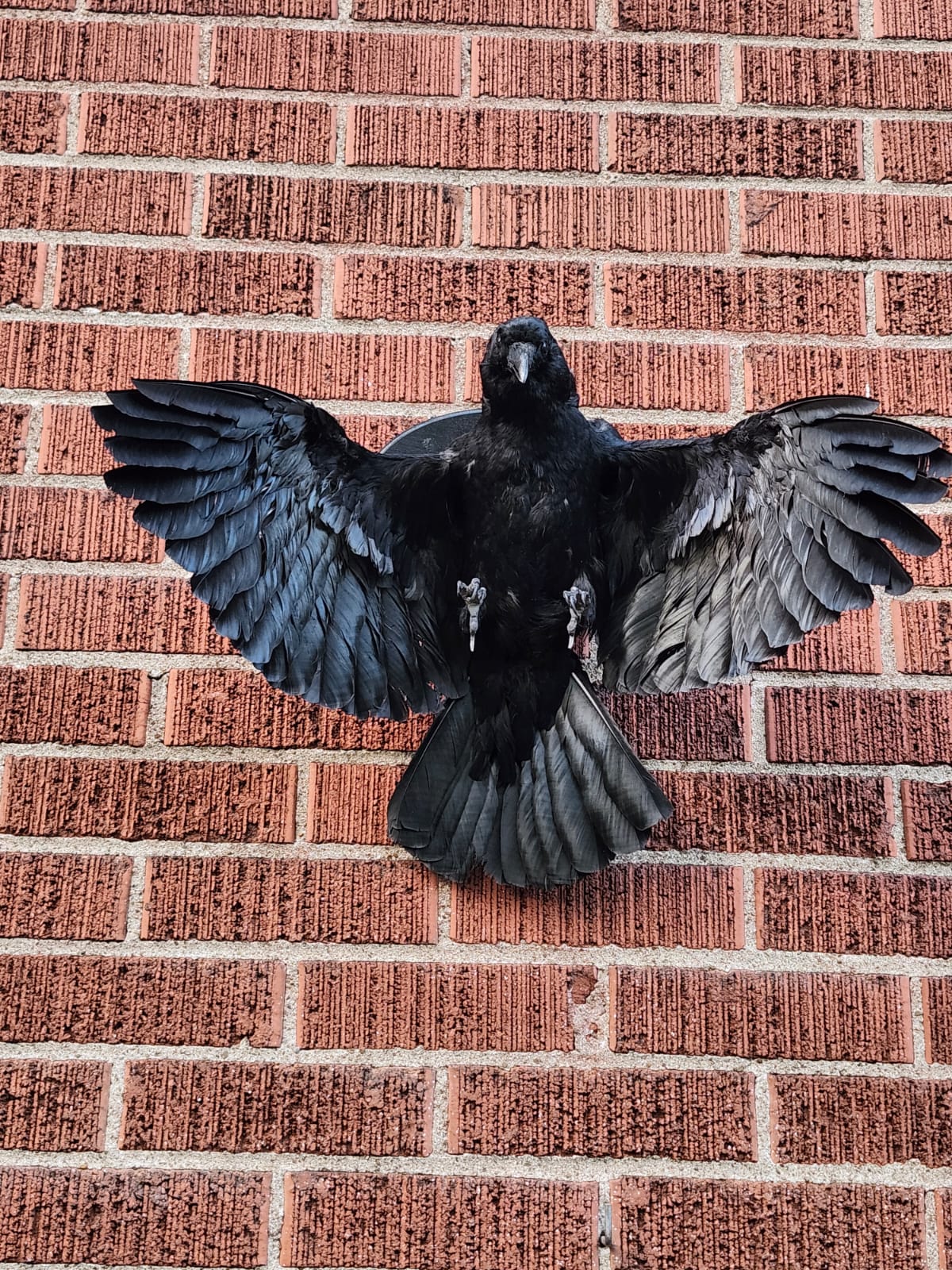 Flying wall mounted carrion crow taxidermy wall mounted