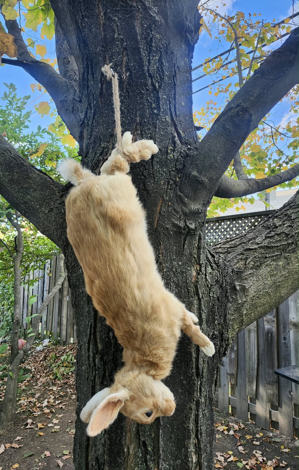 Fully Posable soft mount rabbit taxidermy