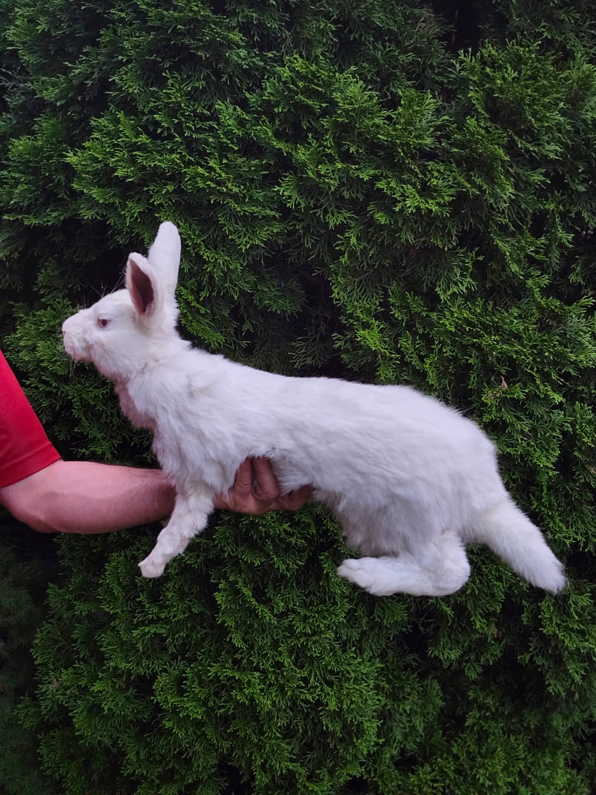 Fully posable XXL soft mount white rabbit taxidermy