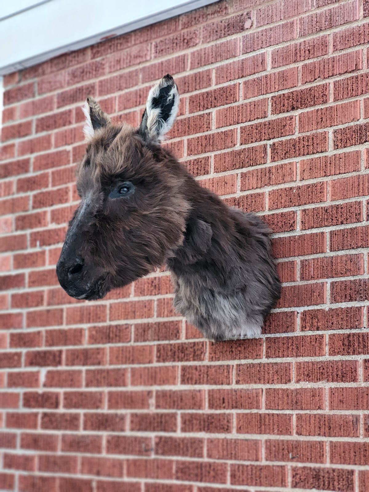 Shoulder mount donkey taxidermy