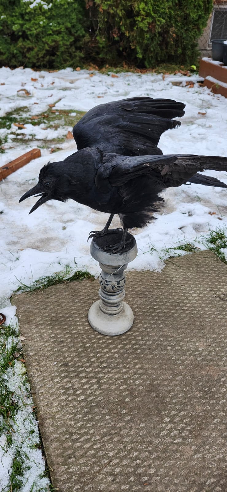 Carrion crow taxidermy