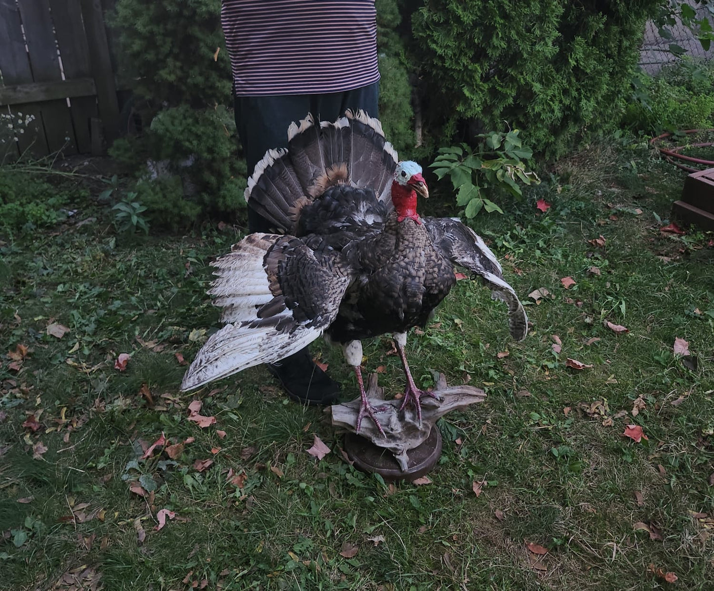 Standing Turkey taxidermy with posable wings and head
