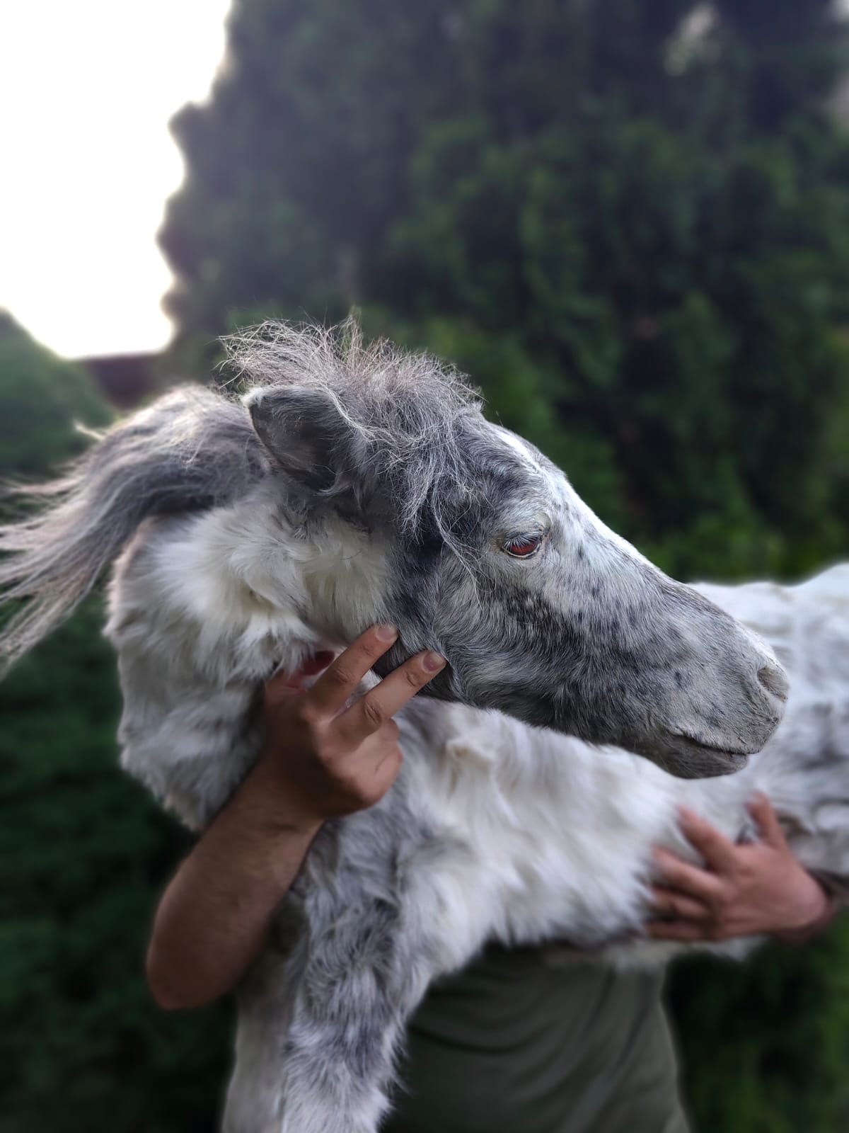 Soft mount white and silver horse taxidermy