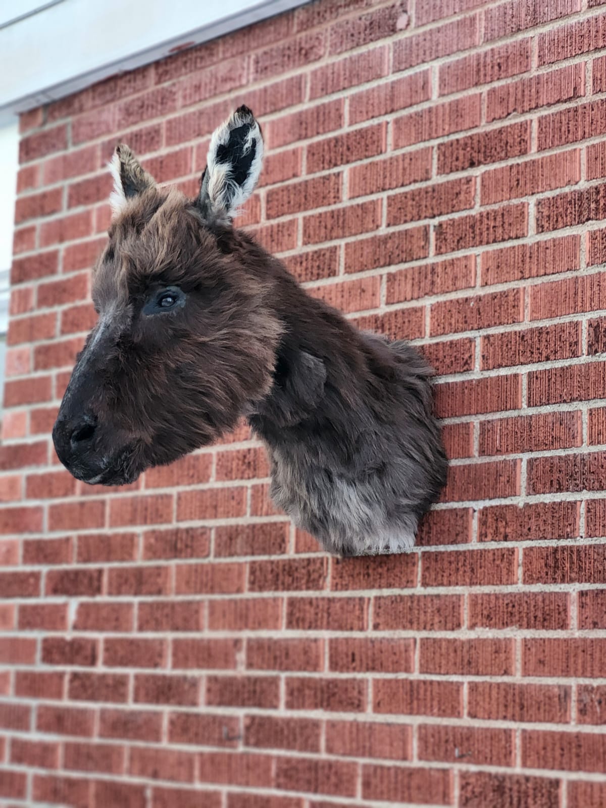 Shoulder mount donkey taxidermy