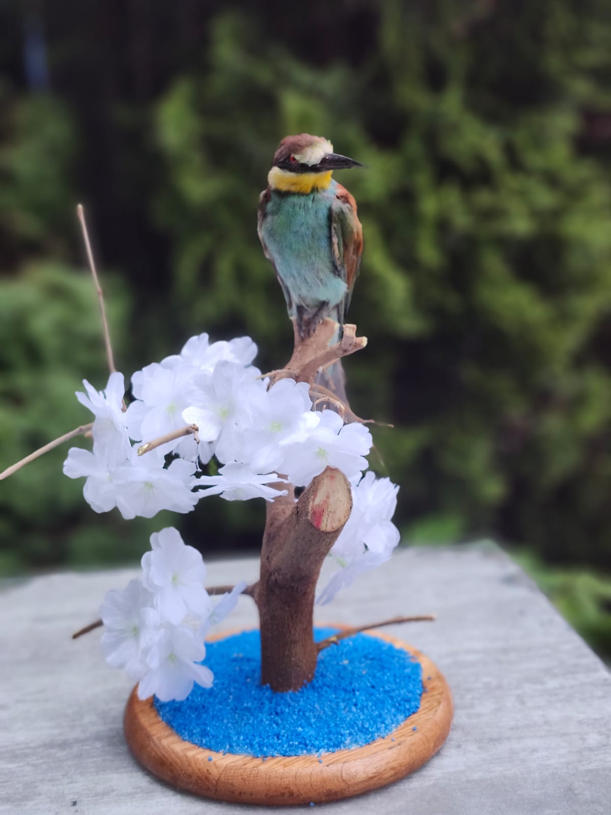 Bee-eater taxidermy