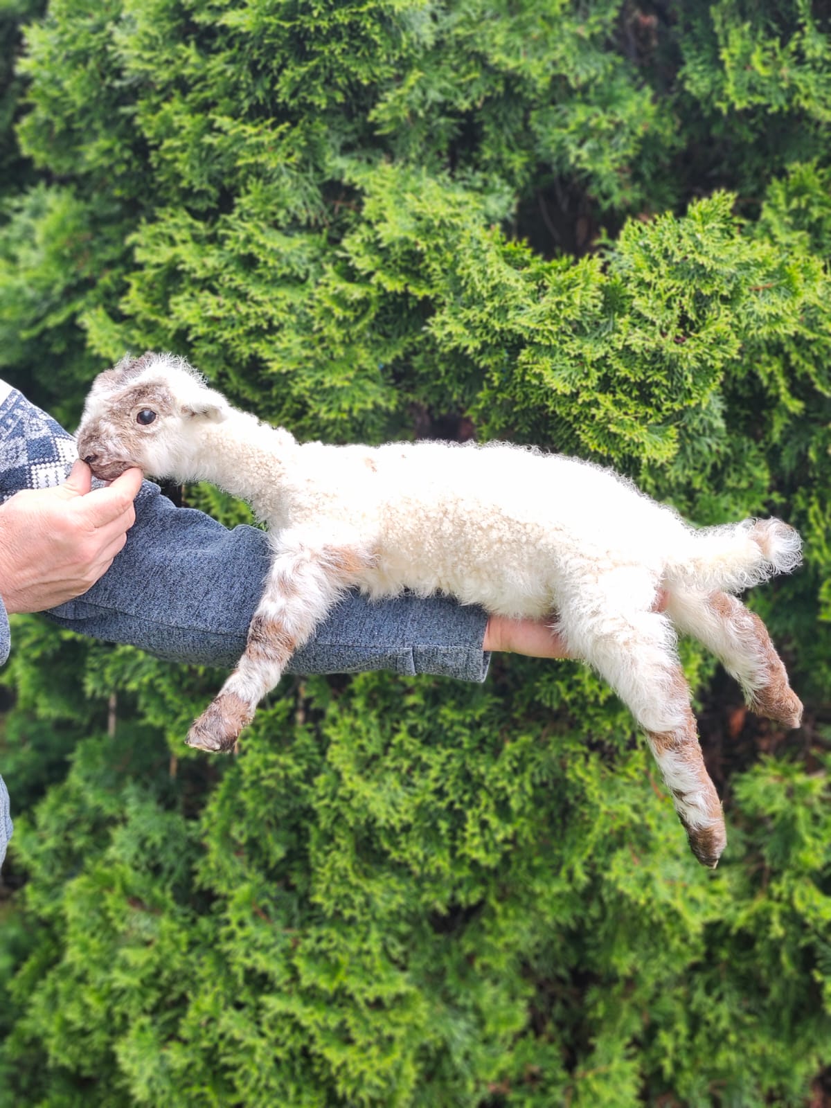 Floppy soft mount baby lamb taxidermy, goat, sheep taxidermy