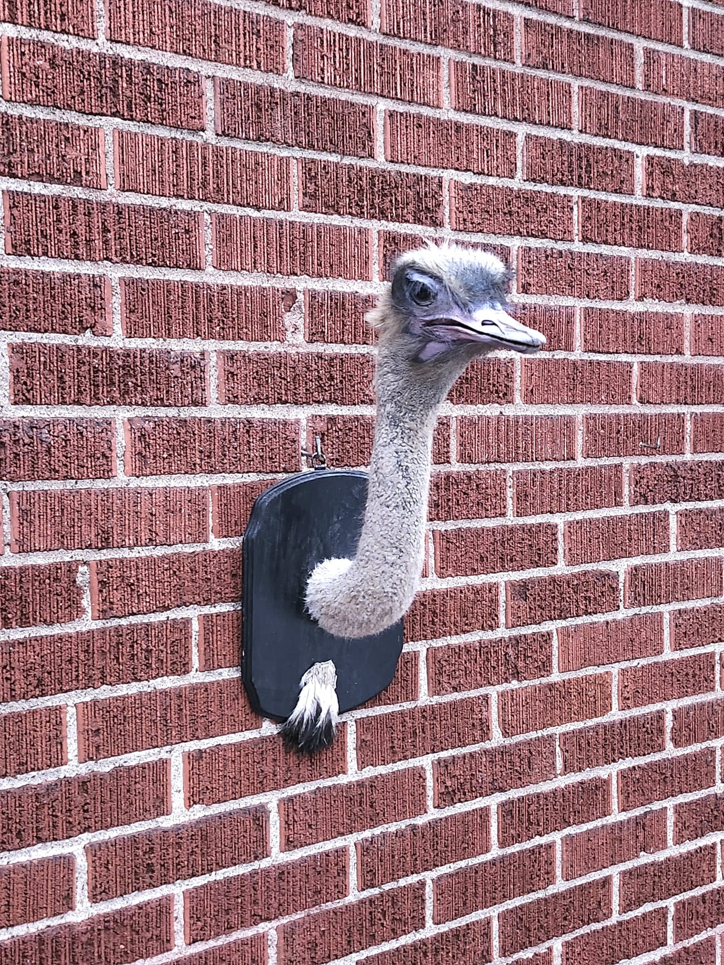 Wall mounted ostrich taxidermy