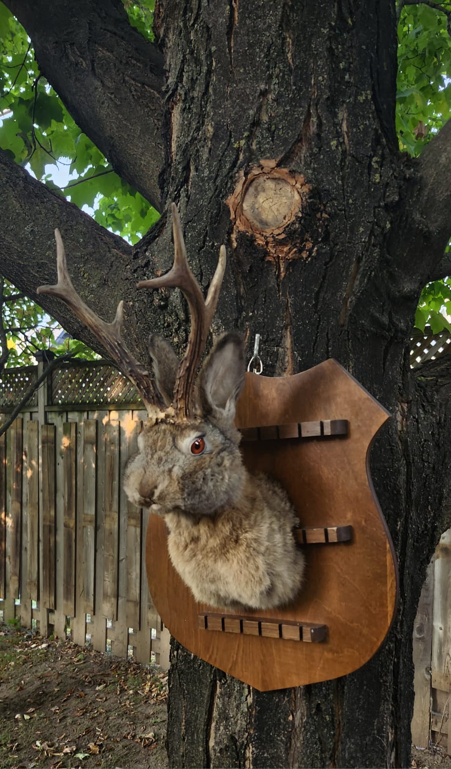 Shoulder mount brown jackalope taxidermy