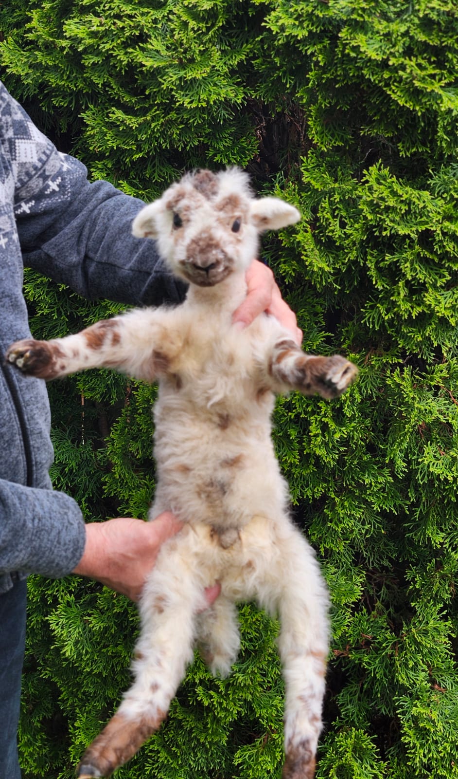 Floppy soft mount baby lamb taxidermy, goat, sheep taxidermy