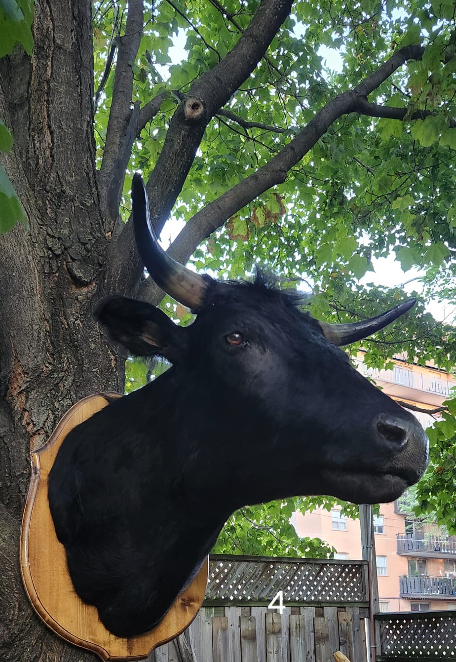 Shoulder mount black cow taxidermy