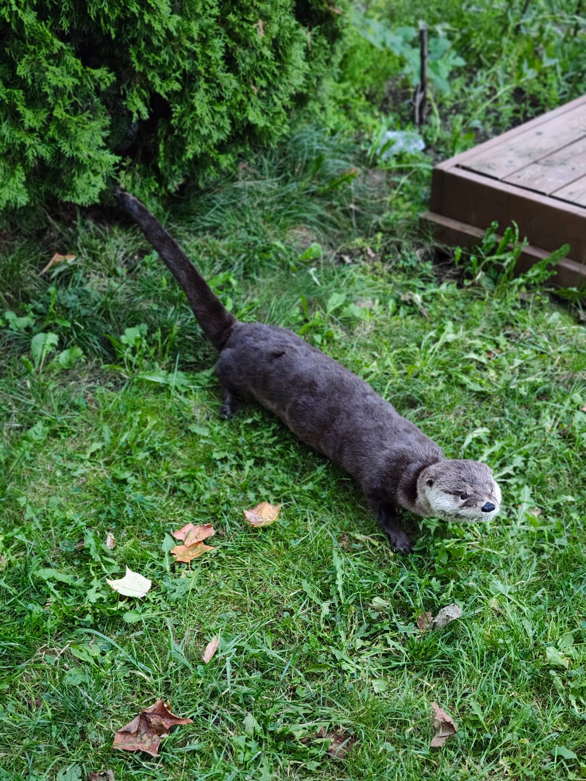 Fully Posable soft mount river otter taxidermy