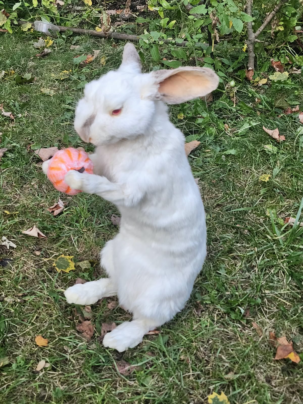 Fully Posable soft mount white rabbit taxidermy