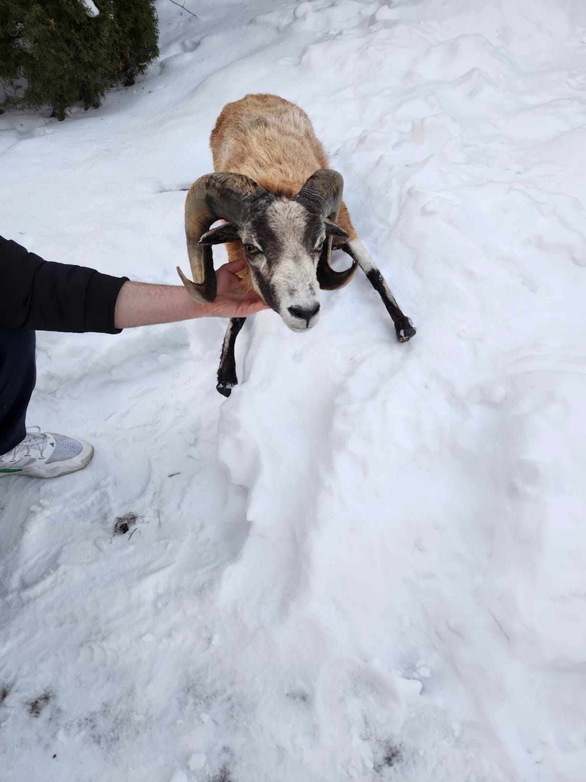 Soft mount blackbelly sheep with large horns