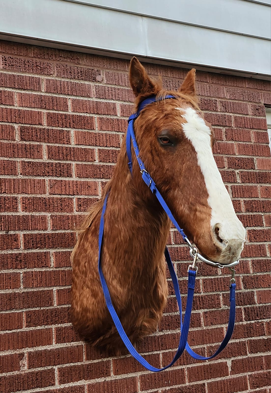 Shoulder mount horse taxidermy