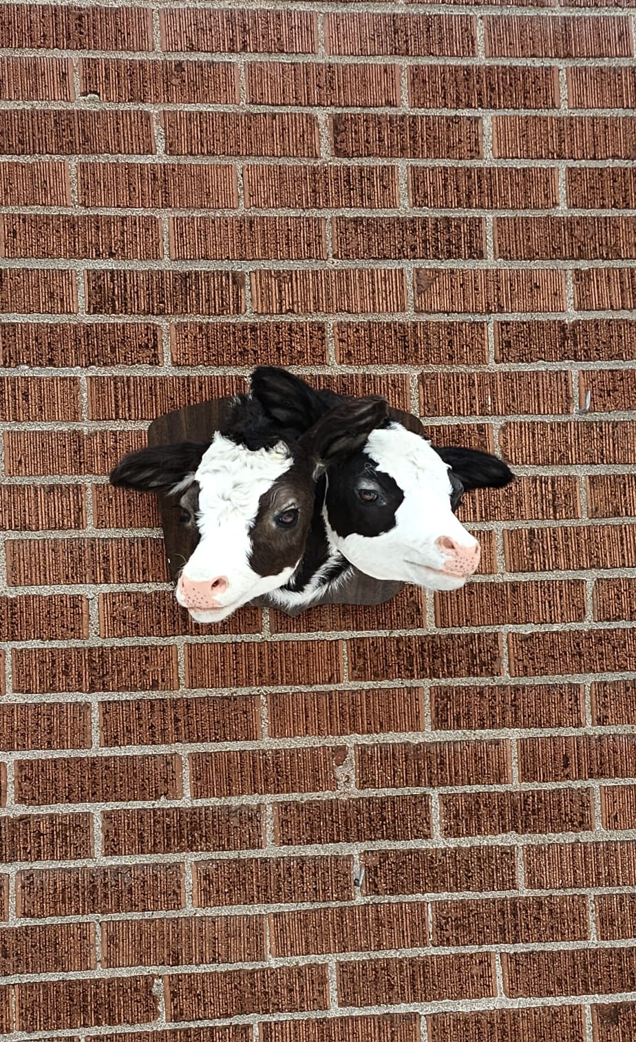 Two headed black and white shoulder mount calf taxidermy