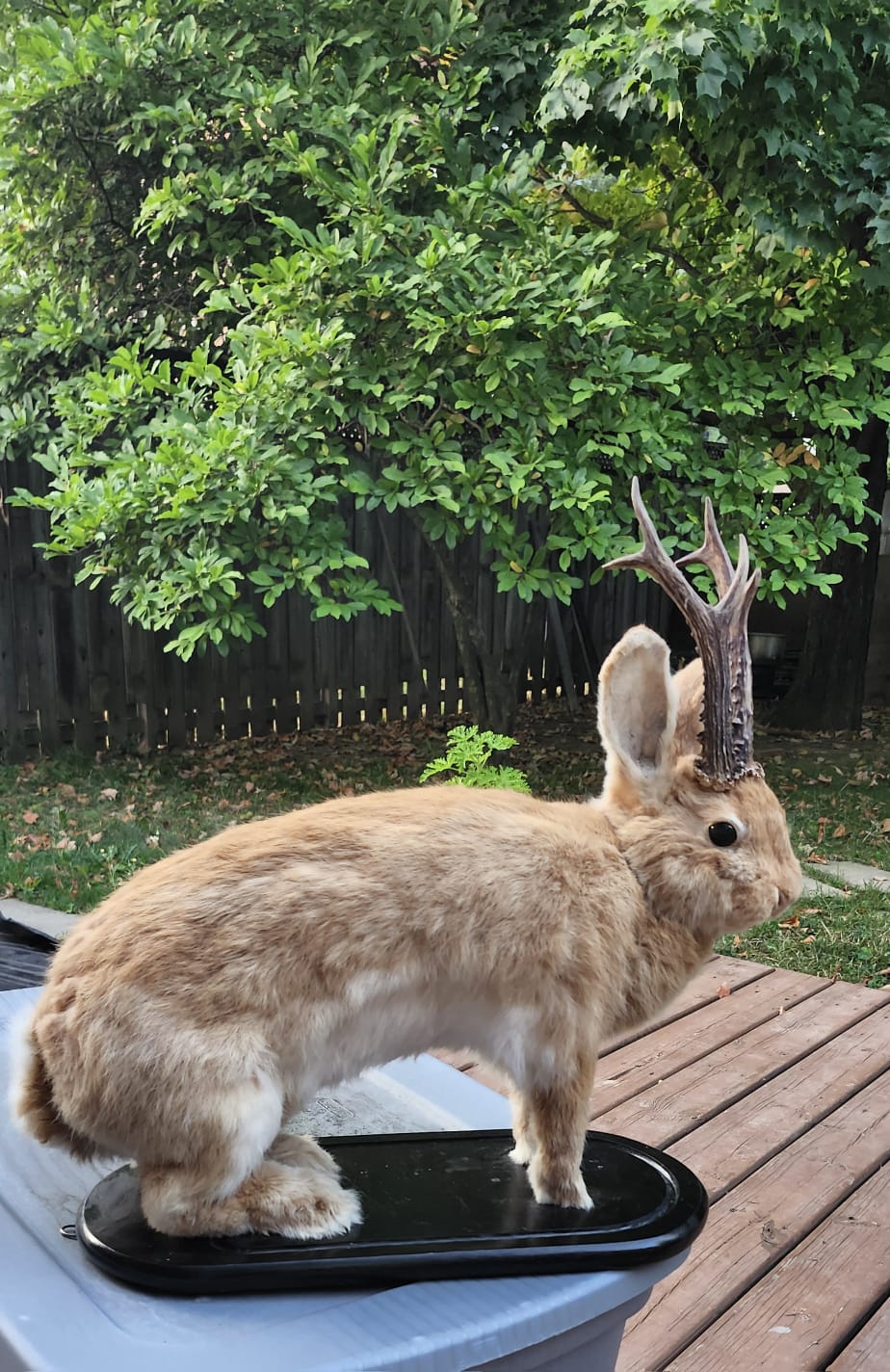 A masive brown life size jackalope taxidermy with real roe deer antlers, full body rabbit jackalope, bunny taxidermy