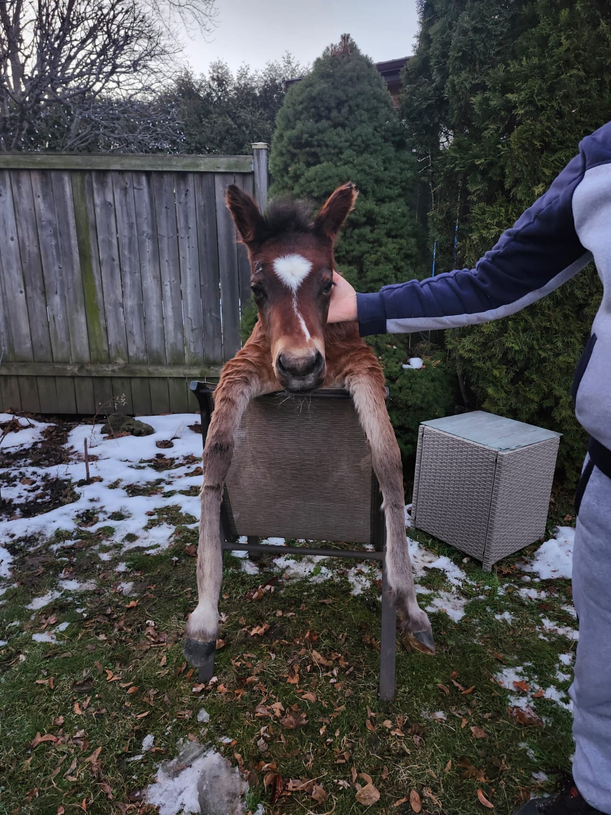Soft mount brown horse taxidermy, pony taxidermy