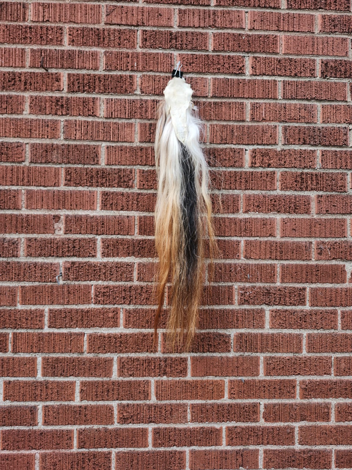 Pony horse tail taxidermy