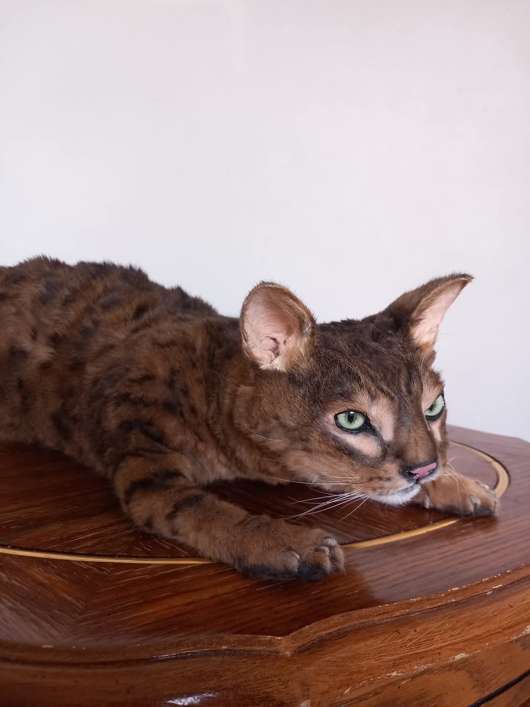 Pet cat taxidermy services