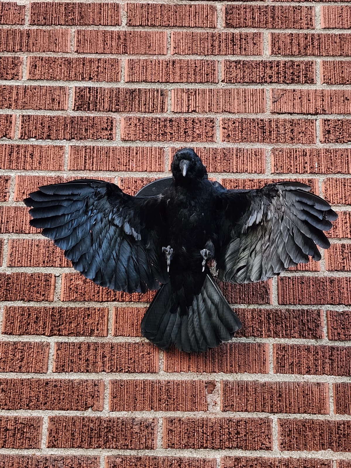 Flying wall mounted carrion crow taxidermy wall mounted