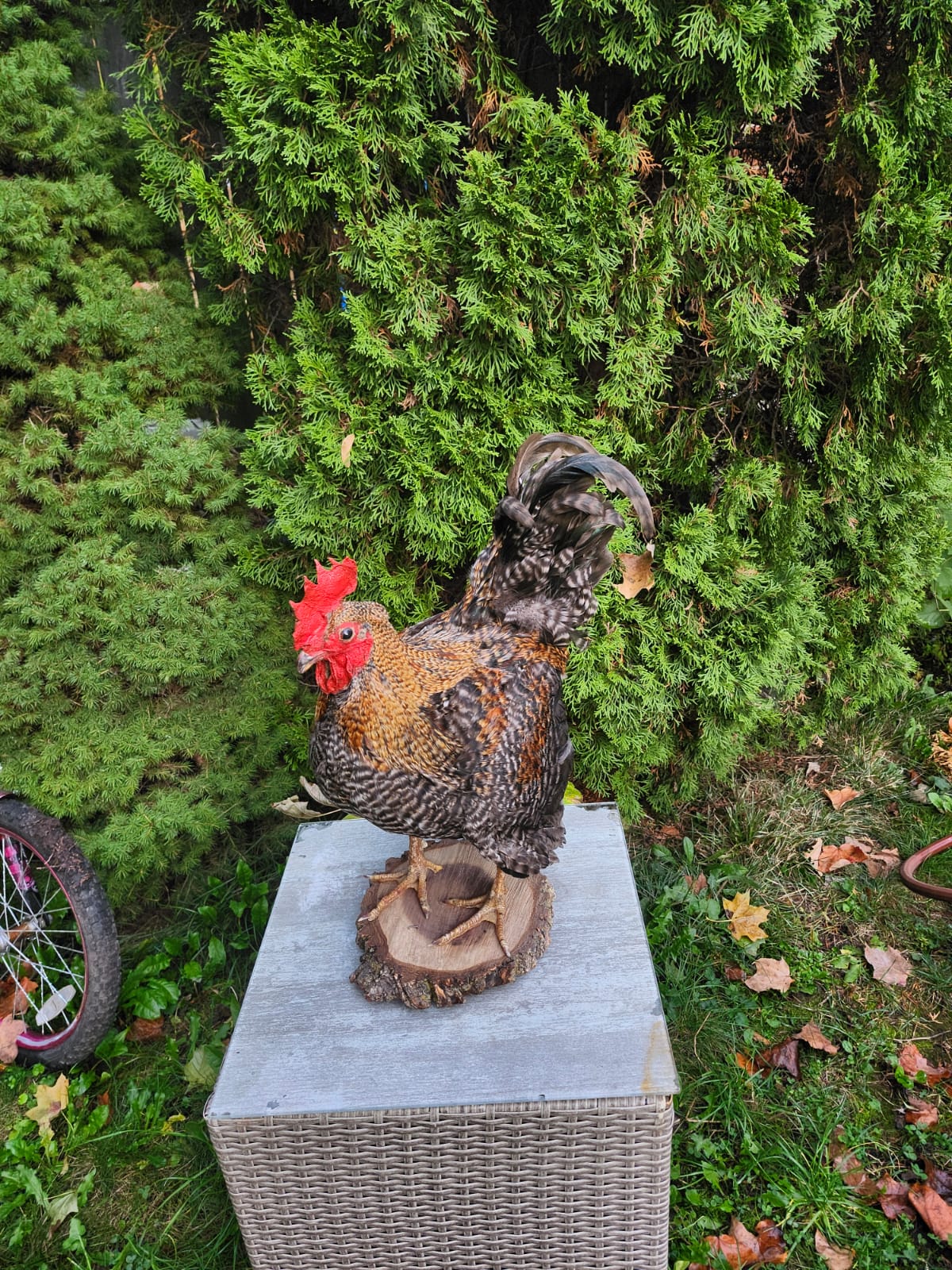 Standing rooster taxidermy, chicken taxidermy