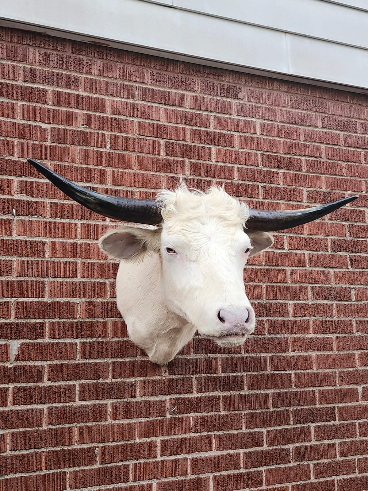 White shoulder mount cow taxidermy with long horns
