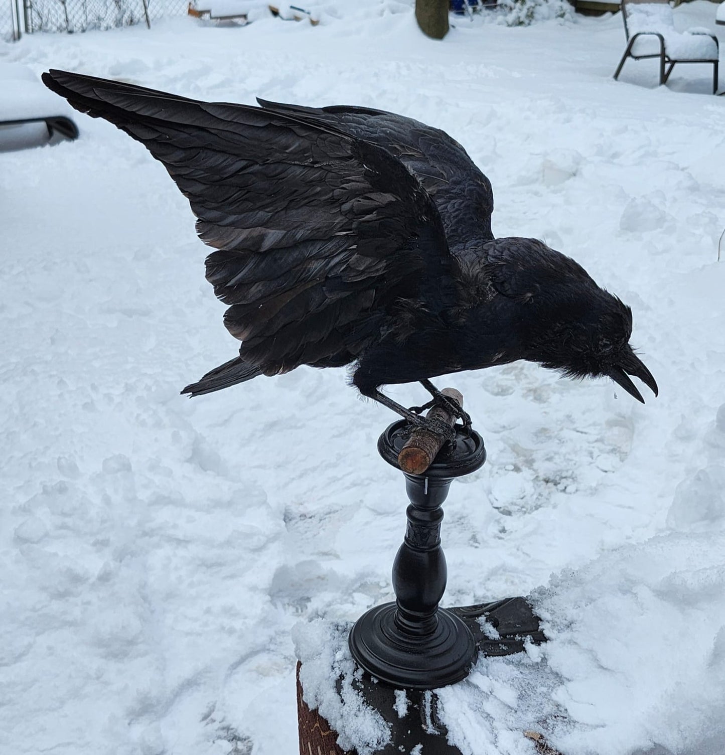 Standing carrion crow taxidermy