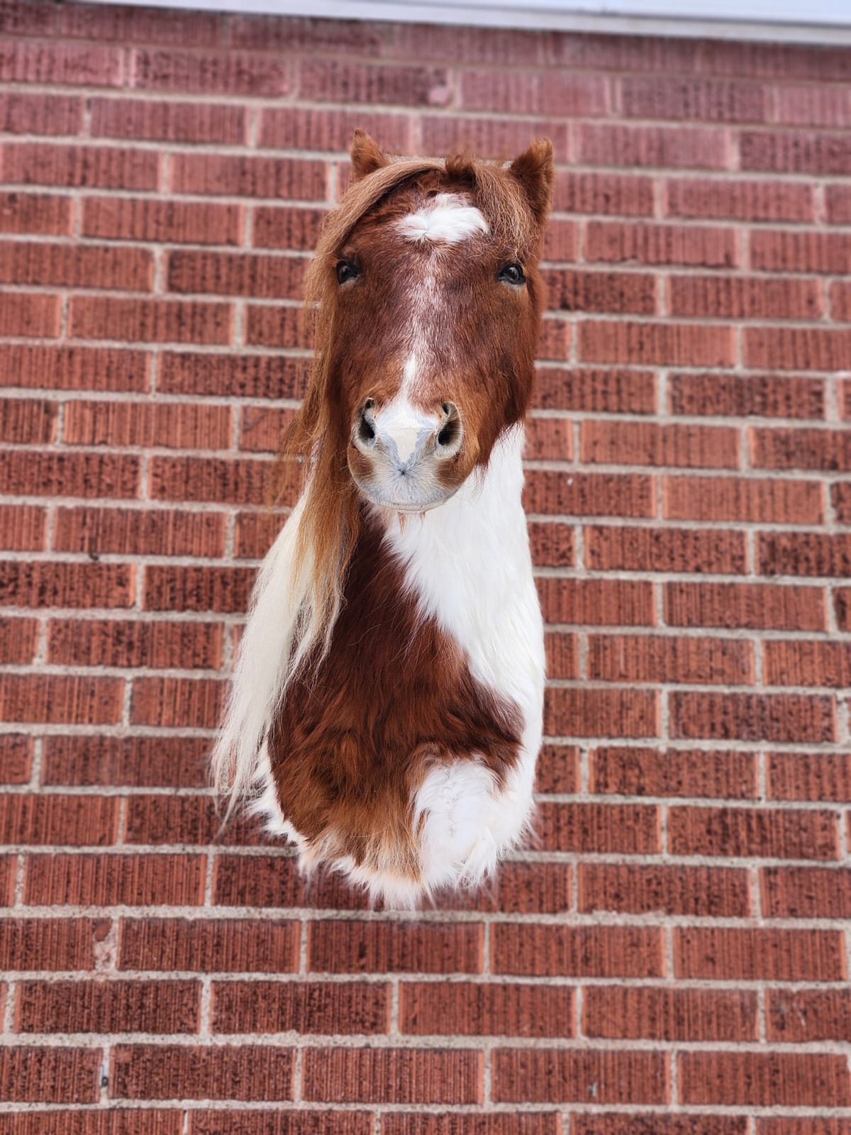 Shoulder mount brown and white horse taxidermy