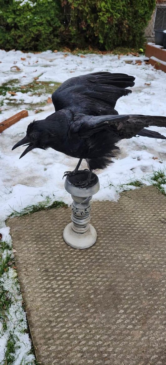 Carrion crow taxidermy